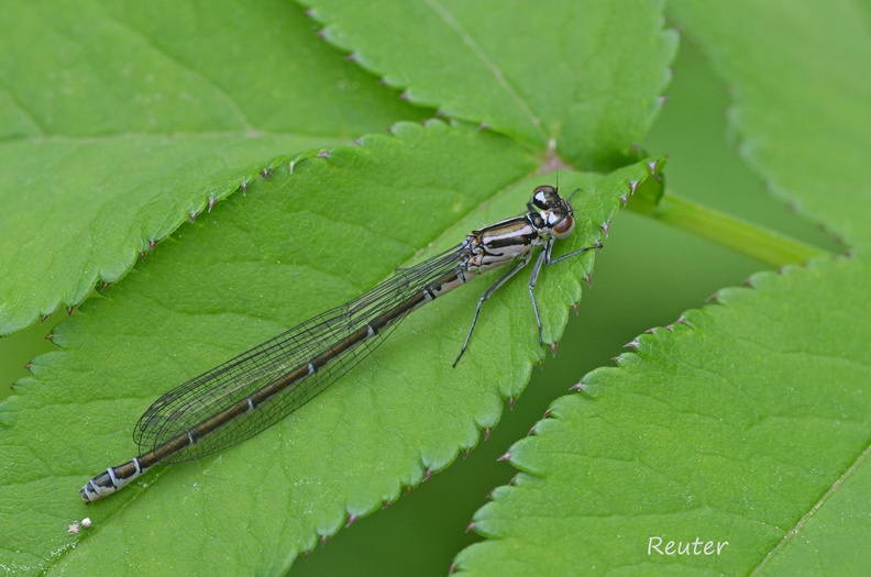 Hufeisen-Azurjungfer (Coenagrion puella)